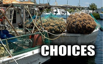 TOO MANY CHOICES